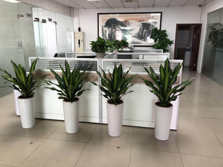 植物租賃比直接購買花費的成本高？實則不然