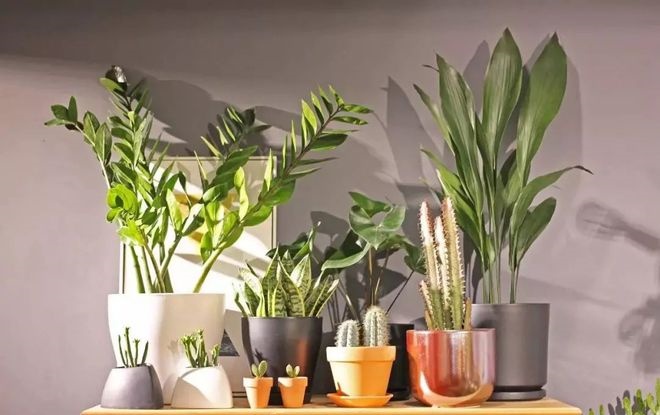 最常見的10種綠植養護，就是這么簡單！