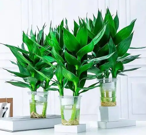 常州綠植租賃公司教你水培富貴竹葉子發黃怎么辦
