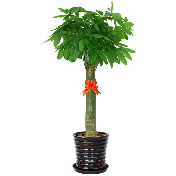 植物租賃公司推薦｜開業送綠植，這幾款高顏值又有寓意！