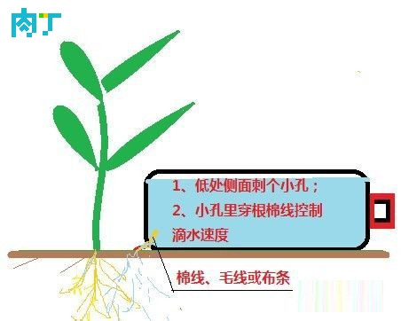 滴灌怎么做？教你給花盆、菜盆制作一個滴灌