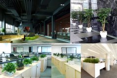 辦公室綠化需要注意的地方有哪些？