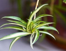 什么植物凈化空氣最好？